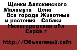 Щенки Аляскинского Маламута › Цена ­ 10 000 - Все города Животные и растения » Собаки   . Нижегородская обл.,Саров г.